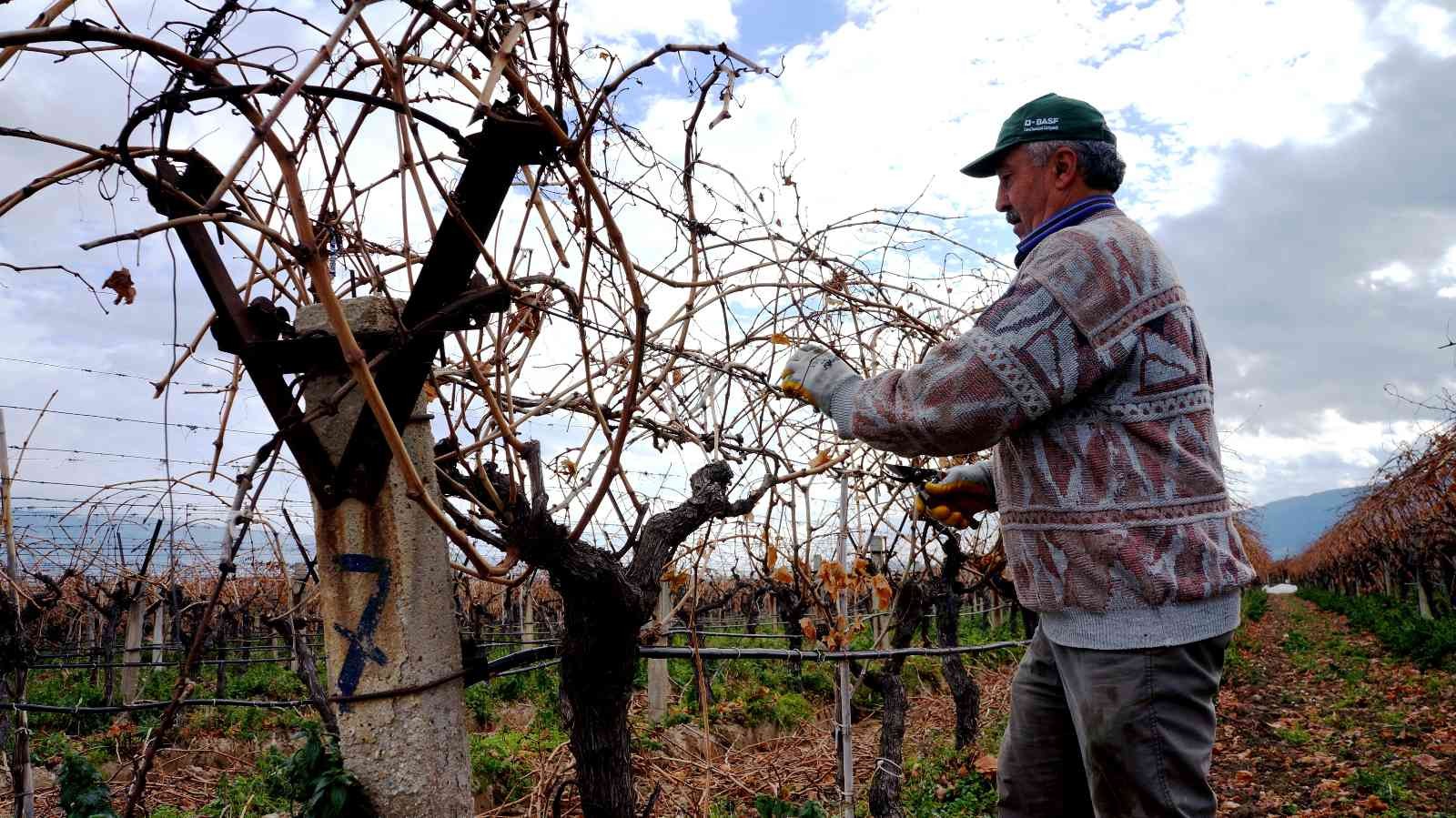 Üzüm bağlarında kışlık bakımlar devam ediyor