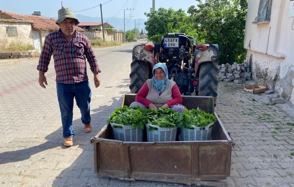 Üzümden önce yaprak kazandırdı