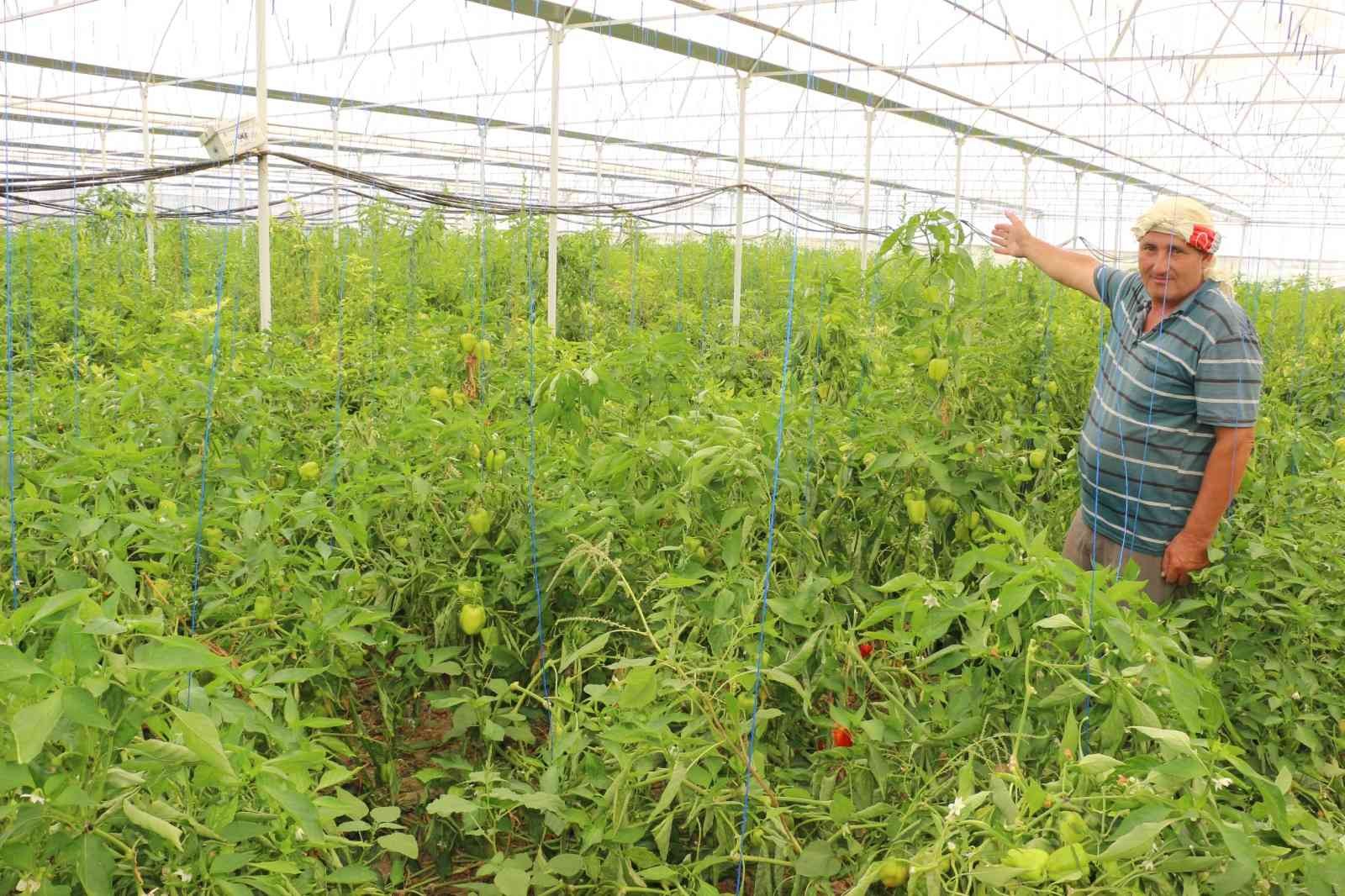 Üzümün başkentinde biber hasadı başladı