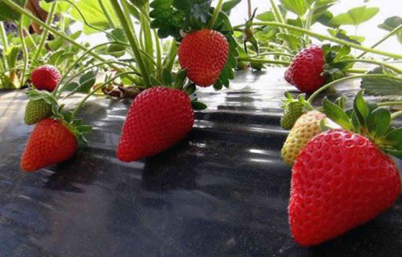 Vali hanım çileğinden 33 milyon TL gelir