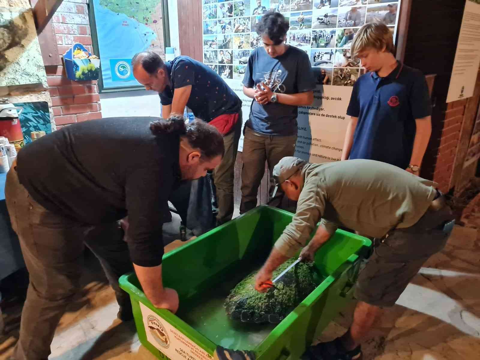 Vatandaşların dikkati ve işbirliği, 2 deniz kaplumbağasını kurtardı