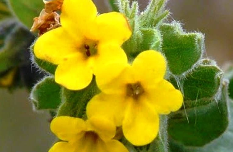 ‘Yalı Havacivası’ yok olma tehlikesi ile karşı karşıya