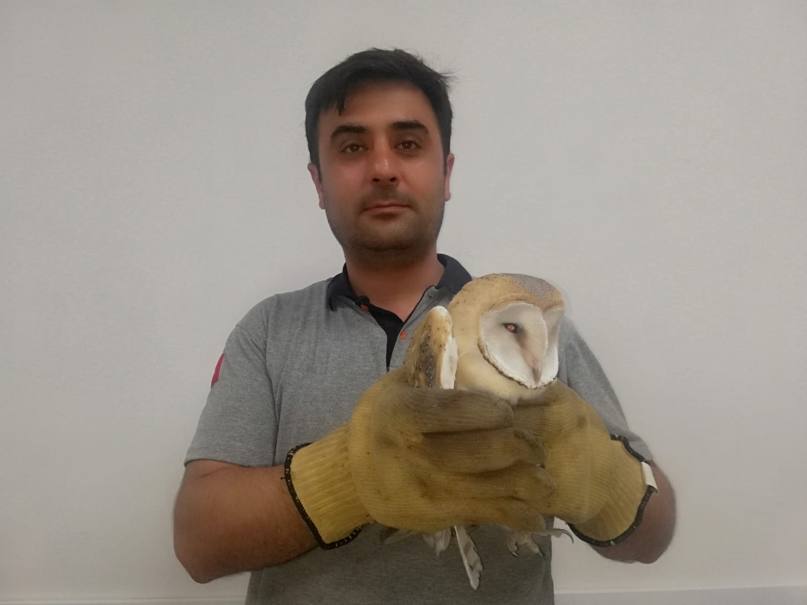 Yaralı baykuşu hayvansever kurtardı