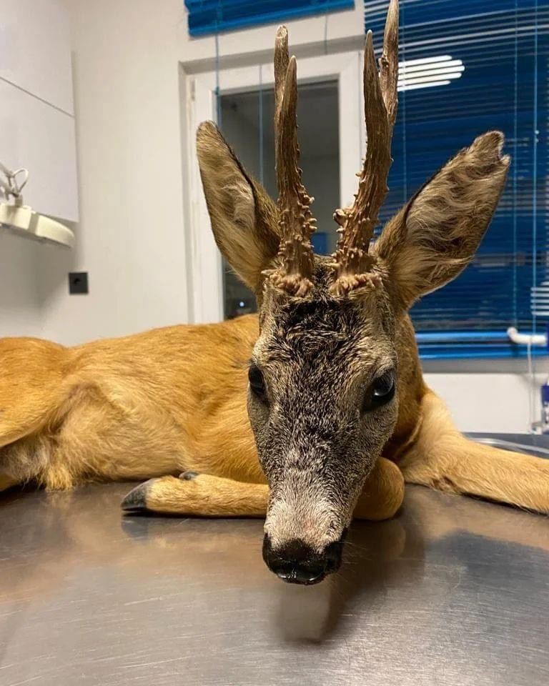 Yaralı halde bulunan karaca tedavi altına alındı