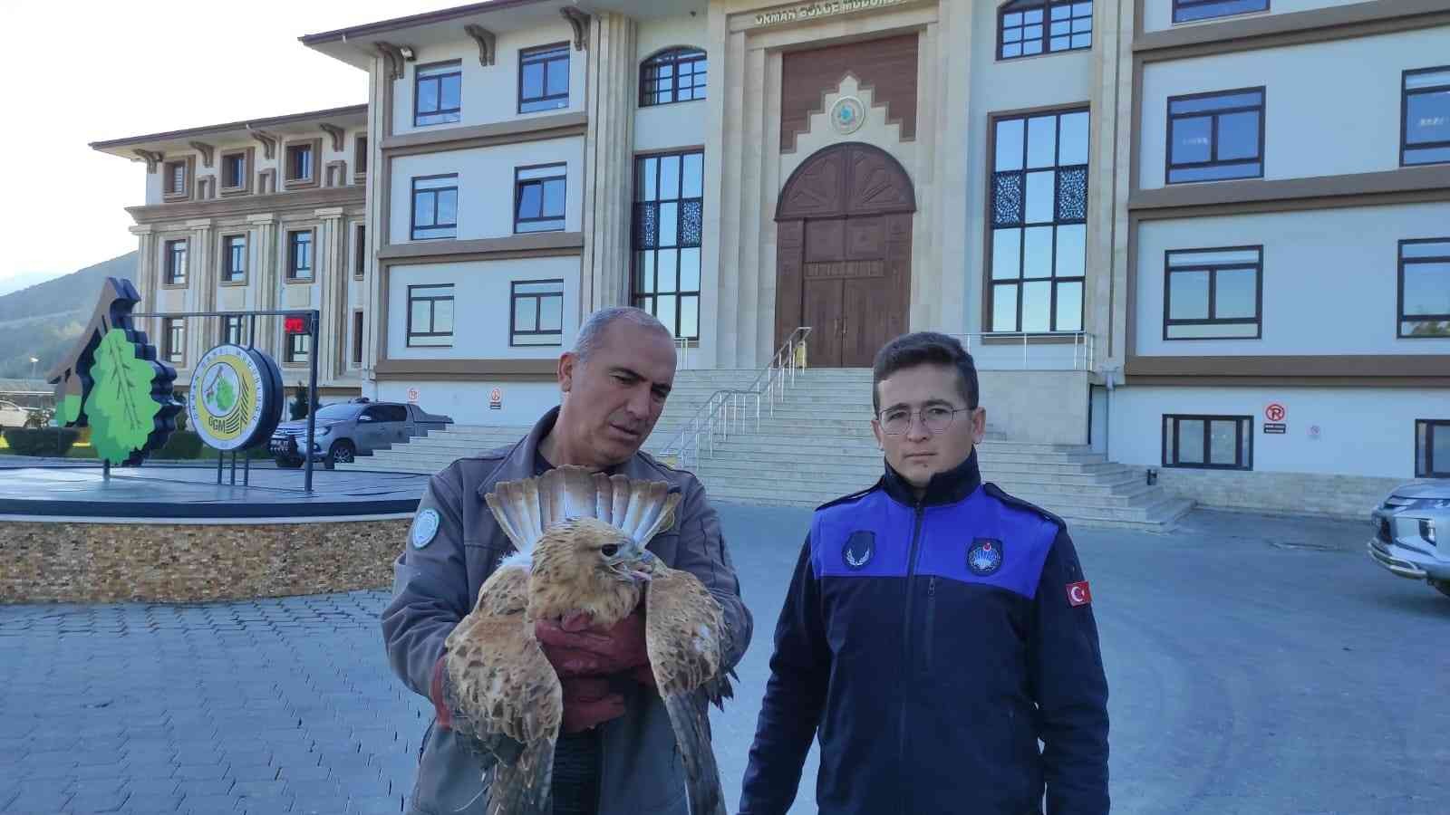 Yaralı kızıl şahin tedavi edildi