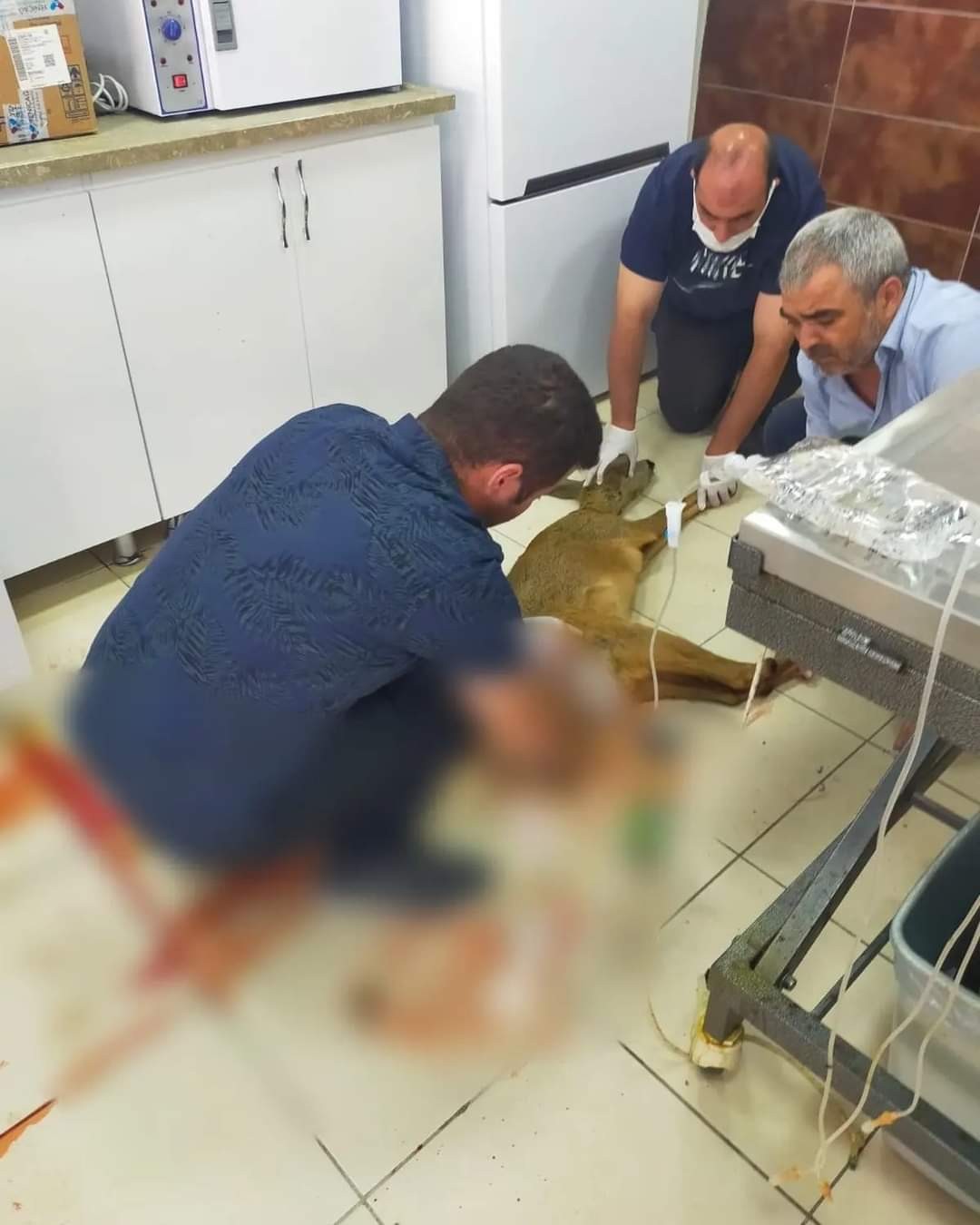 Yaralı olarak bulunan karaca tedavi altına alındı