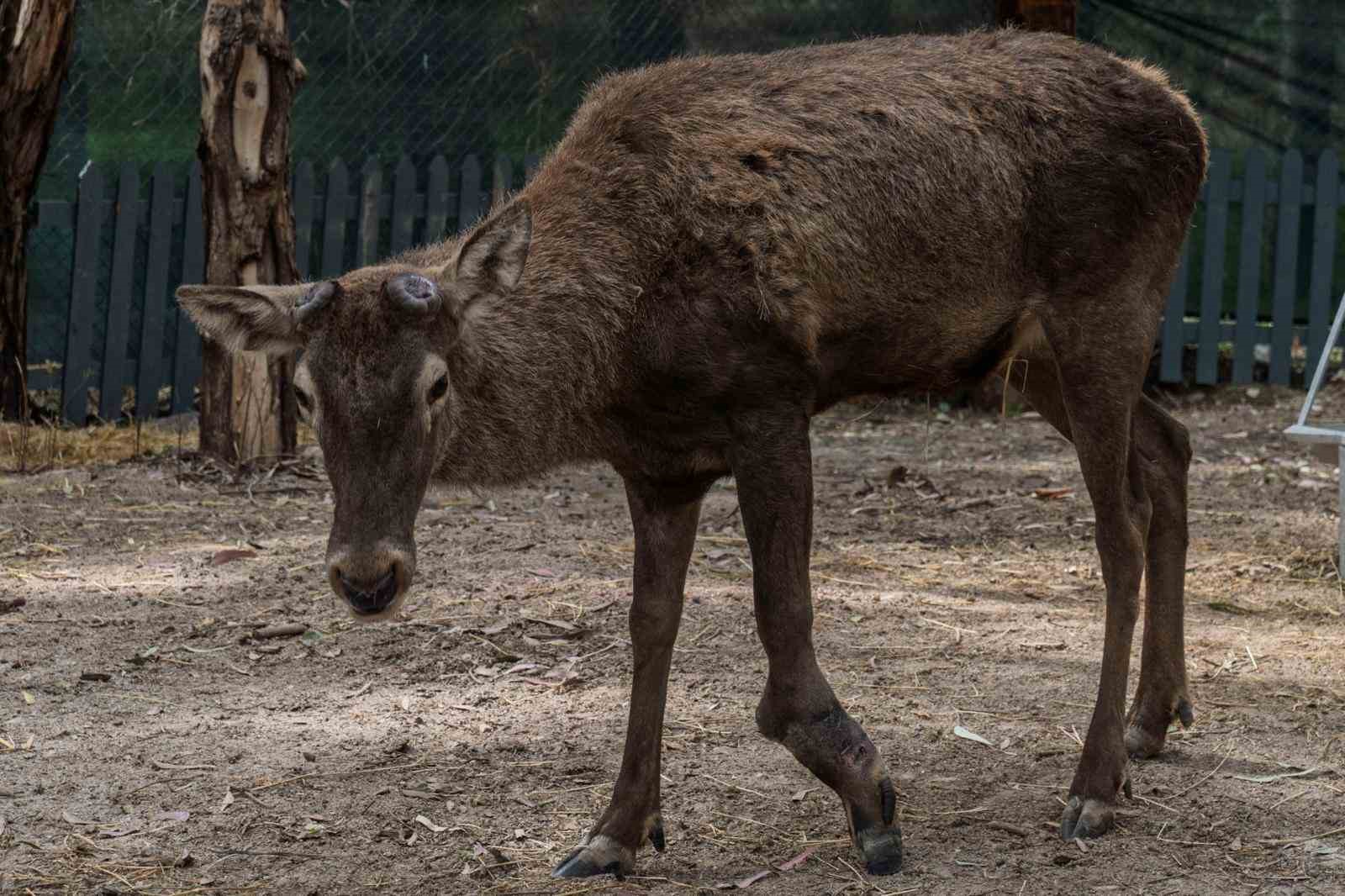 Yaralı olarak fabrikaya sığınan geyik emin ellerde