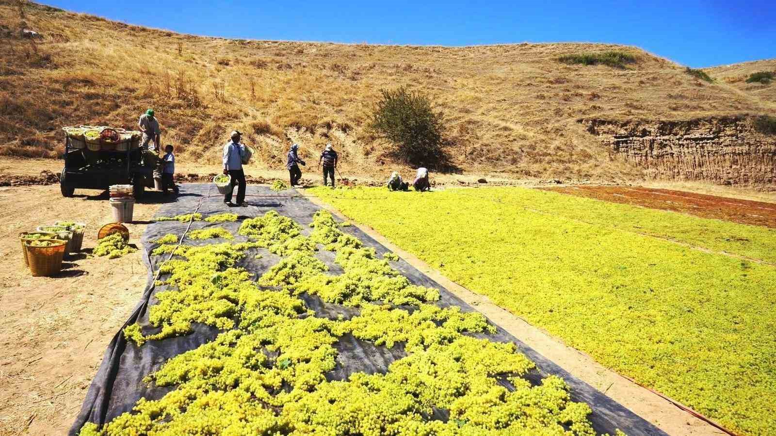 Yaş üzüme talep azalınca üretici kurutmaya yöneldi
