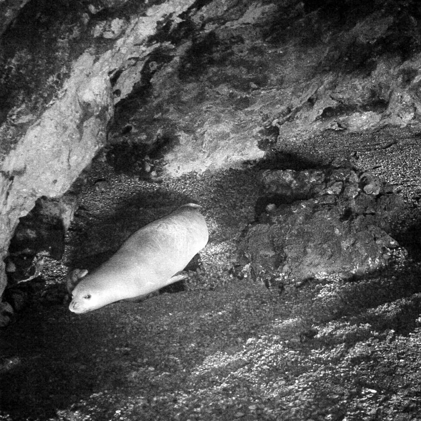 Yeni doğan Akdeniz fokuna isim aranıyor