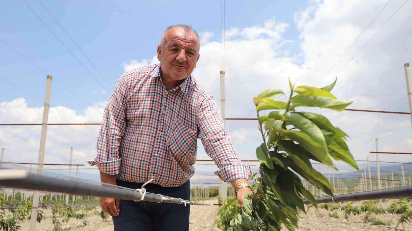 Yerden hasat edilecek bodur kirazlar üreticinin maliyetini azaltacak