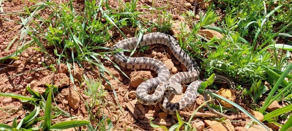 Yılanın ısırdığı çiftçi hastaneye kaldırıldı